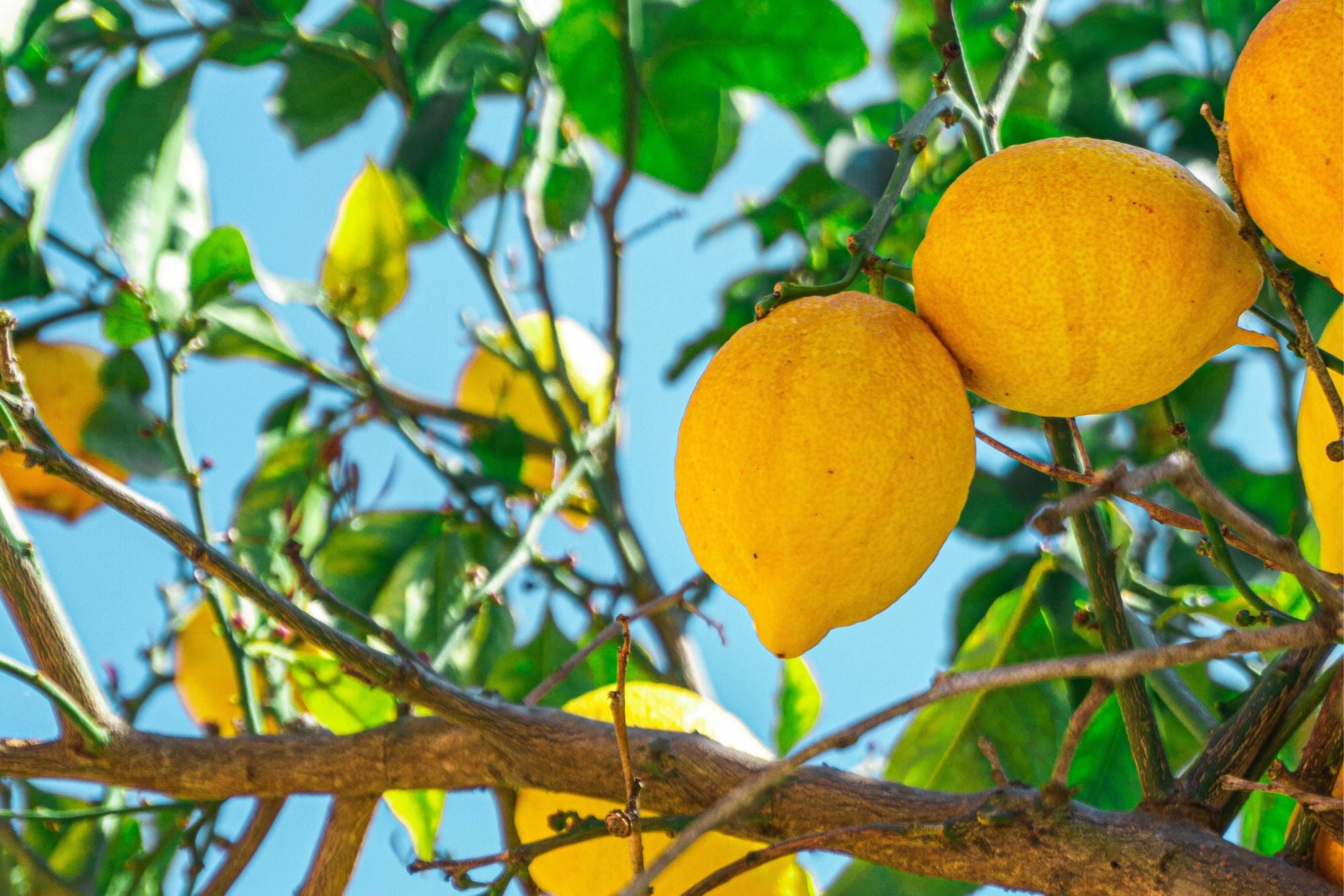 Pareto Background Yellow Blue Green Lemon Tree