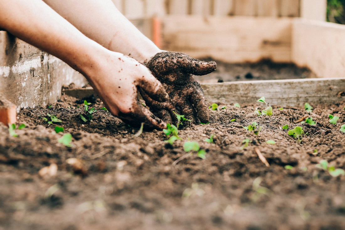 Nachhaltigkeit in der Lebensmittelproduktion: Wie traditionelle italienische Hersteller die Umwelt schützen